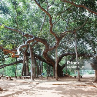 Indien - Auroville