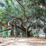 Indien - Auroville