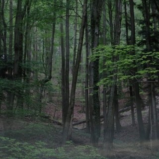 Wie geht es dem Wald