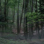 Wie geht es dem Wald